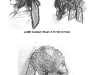 1855_petersons_016
